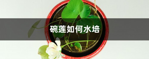 碗莲如何水培