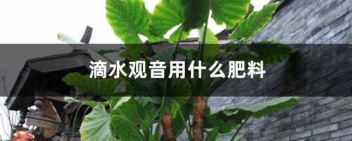 滴水观音用什么肥料