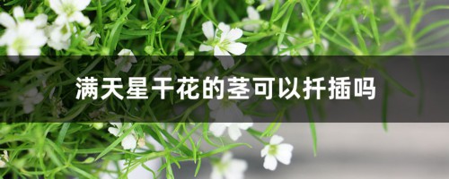 满天星干花的茎可以扦插吗，干花可以放卧室吗