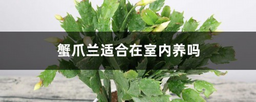 蟹爪兰适合在室内养吗