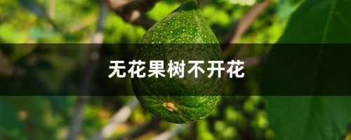 无花果树不开花吗