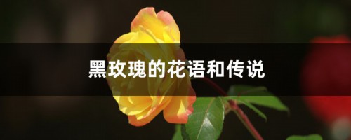 黑玫瑰的花语和传说