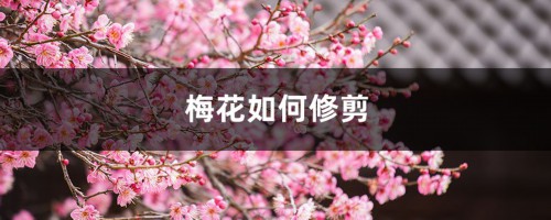 梅花如何修剪