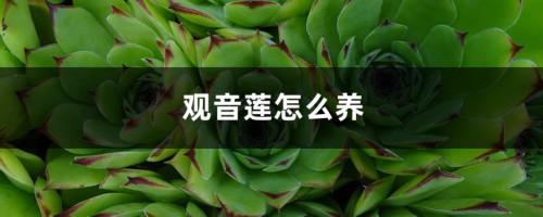 观音莲怎么养