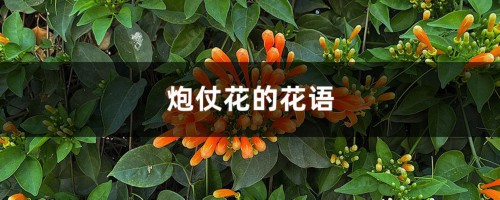 炮仗花的花语和寓意，有什么文化意义