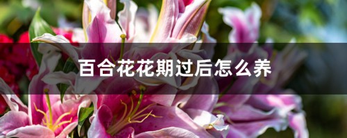 百合花花期过后怎么养