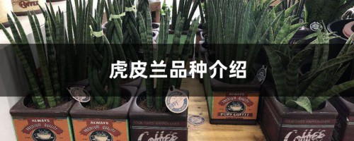 虎皮兰品种介绍，虎皮兰有哪些品种