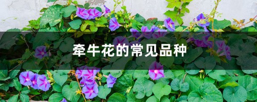 牵牛花的常见品种