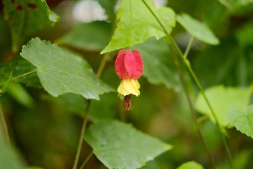 蔓性风铃花