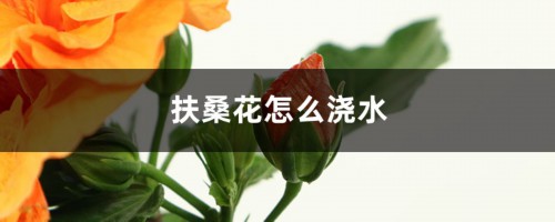 扶桑花怎么浇水