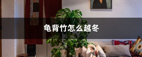 龟背竹怎么越冬