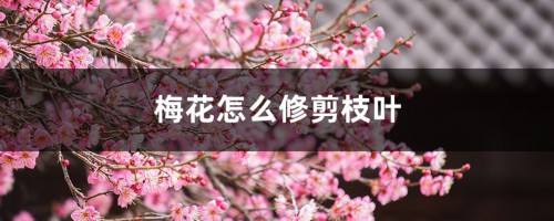 梅花怎么修剪枝叶