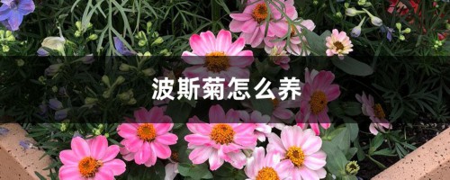 波斯菊怎么养